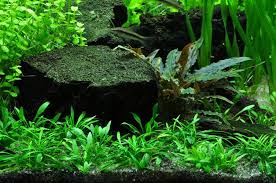 The top side of the lanceolate leaves is bright green with lighter vein patterns, and the underside is often a pretty rosy color. Cryptocoryne Parva Potted 9 95