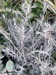 Image result for Helichrysum chasei