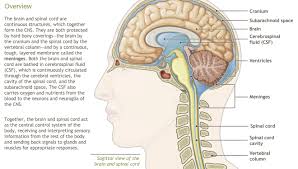 The central nervous system (cns) is the part of the nervous system consisting primarily of the brain and spinal cord. Anatomy Of Central Nervous System Pdf
