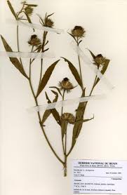 Image result for Vernonia galamensis