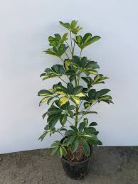 Image result for Schefflera