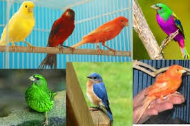 موسوعة الصور الأكثر وضوحا ألبوم صور طيور الكناريا ما أجملها وجمال صوتها وروعة ألوانها Canary Birds Canary Animals