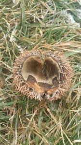 Well most christmas trees are prickly,but certain ones are not prickly. Sycamore Or Chestnut 443363 Ask Extension