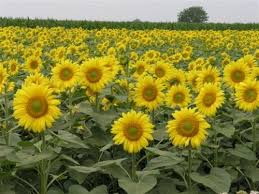 We did not find results for: Vojvodina