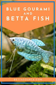 Betta Fish And Guppies - Can They Live Together?