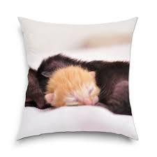 Puii de pisica nou nascuti. Perna Decorativa Art Star Pui De Pisica Nou Nascuti Animale Decoratiuni Moderne Pentru Casa 38 X 38 Cm Emag Ro