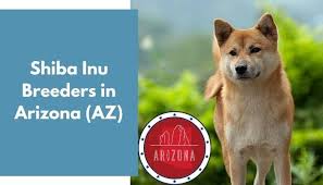 Check puppies availability give us a call : Shiba Inu Breeders In Arizona Az Shiba Inu Puppies For Sale Animalfate