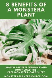 Learn About The Many Benefits Of A Monstera Plant Click To Register For The Free Webinar From The Monstera Plant Resource Cente Monstera Plants Plant Benefits