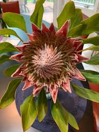 Image result for Protea micans