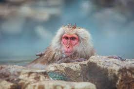 Join wildlife & nature photographer marsel van oosten on a squiver photo trip to japan and come back with great pictures of snowmonkeys and much more amazing japanese wildlife! Japanese Snow Monkeys In Hot Springs Japan Travel Guide