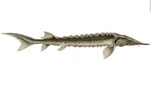 Sturgill is one of our sturgeon in the milwaukee river. Ry Jumvosymx8m