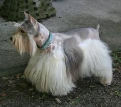 Black And White Parti Mini Schnauzer Salt And Pepper Parti Schnauzer Miniature Schnauzer Puppies Schnauzer Puppy Schnauzer