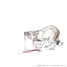 This endemic canid became extinct in 1876, the first known canid to have become extinct in historical times. Falkland Islands Wolf Warrah Dusicyon Australis By Jamminbison Fur Affinity Dot Net