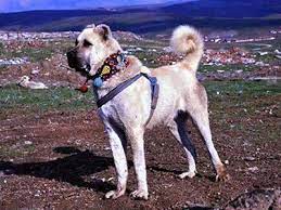 kars turk coban kopegi kultur portali