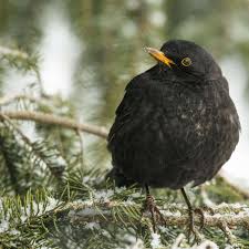 Currently sailing under the flag of cyprus. Amsel Im Portrait So Lebt Der Bekannte Gartenvogel Wohnen