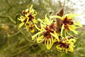Image result for Hamamelis mollisi