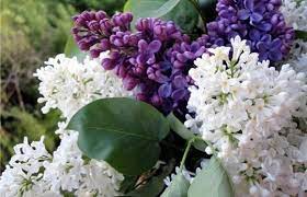 Articole despre Floare liliac - AflaCum.ro