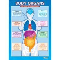 No manufacturing or printing is useless and delivery is completely wiped out. Anatomical Charts For Education Including Human Body Muscle Medical