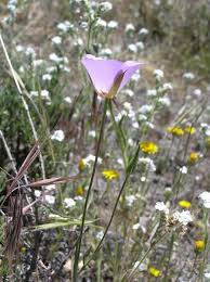 Image result for Mimulopsis runssorica