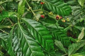 Image result for Psychotria cinerea