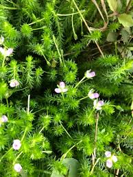 Image result for Mayacaceae