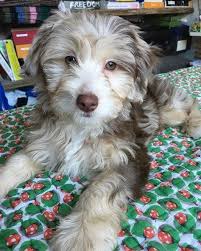 25 Adorable Dog Hybrids You Had No Idea Existed Hybrid Dogs Dog Breeds Retriever Puppy