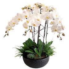 Classic Beauty But Cheap Flowers For All Occasions Flower Delivery Singapore Orchid Flower Orchids Phalaenopsis Orchid