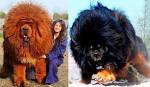 Most Expensive Dog Breeds in the World | Prudent Pet Insurance