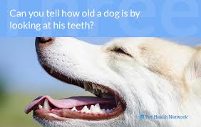 Dr Ernies Top 10 Dog Dental Questions And His Answers