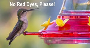 A hummingbird's tongue is roughly twice the length of its beak and licks nectar up to 13 times per second when feeding. Hummingbird Food Recipe Make Your Own Nectar