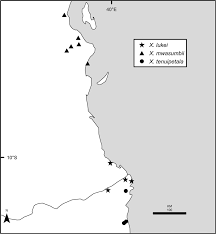 Image result for Xylopia lukei