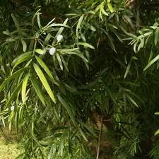 Image result for Afrocarpus falcatus