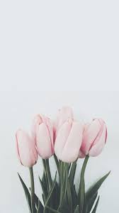 Check spelling or type a new query. Gambar Flowers Tulips And Pink Poster Bunga Bunga Peony Bunga Tulip