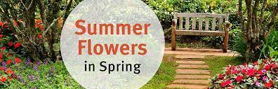 Summer meadows in arizona | arizona highways. Top 12 Summer Flower Picks Arizona Summerwinds Nursery
