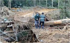 Ketegasan yab km klo tak tau bgaimna cara mngembalikannya, jadi bethentilah merusaknya #pembalakan hutan. Cerita Dari Lipis Pembalakan Haram