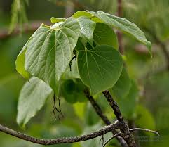 Image result for Gyrocarpus