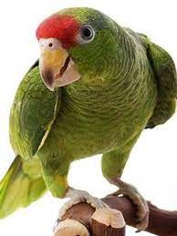 The mexican red headed parrot is reported to lack the extreme mood swings of other amazons; Omar S Exotic Birds