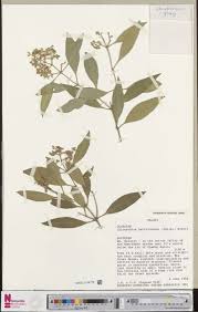 Image result for Helichrysum sulfureofuscum