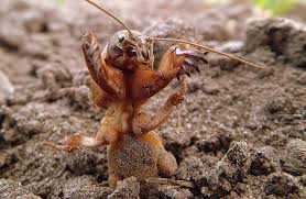 Dekady temu turkuć podjadek był jednym z największych wrogów rolników. Gryllotalpa Gryllotalpa Cute Or Gross Natureismetal