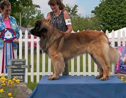 Maybe you would like to learn more about one of these? Leonberger Dog Breeders Puppies In Canada Canadian Dogs