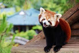 I Need A Red Panda So Lovely Redpanda Red Panda Lovely Animal Need Cutie Cute Kawaii Tree Love Spring Landscap Animals Red Panda Cute Animals