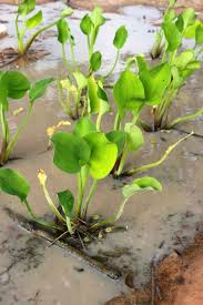 Image result for Limnocharitaceae