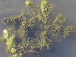 Image result for Ceratophyllum submersum
