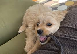 We did get a lovely cavapoo but to be honest all the things we really wanted to know we directly got from the. How Much Does A Cavapoo Cost Money Tips Blog
