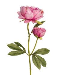 Check out inspiring examples of flower_stem artwork on deviantart, and get inspired by our community of talented artists. Flowers Drawings Peony Silk Flower Stem Pink Flowers Tn Leading Flowers Magazine Daily Beautiful Flowers For All Occasions
