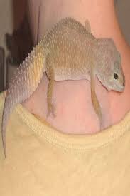 Maybe you would like to learn more about one of these? Pet Accessories Leopard Gecko Morphs Lavender Leopard Gecko Gender Leopard Gecko Tattoo Small Leopard Gecko Leopard Gecko Morphs Leopard Gecko Cute