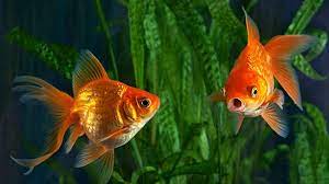 Check spelling or type a new query. Do Goldfish Really Have A 3 Second Memory Live Science