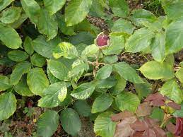 Check spelling or type a new query. 10 Common Rose Problems And How To Fix Them