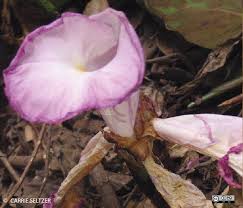 Image result for Aframomum corrorima