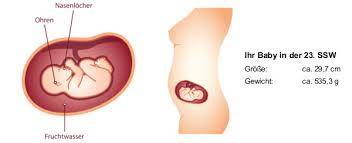 Ssw die entwicklung des innenohrknochens deines babys. 23 Ssw Schwangerschaftswoche Baby Gewicht Grosse In 23 Ssw